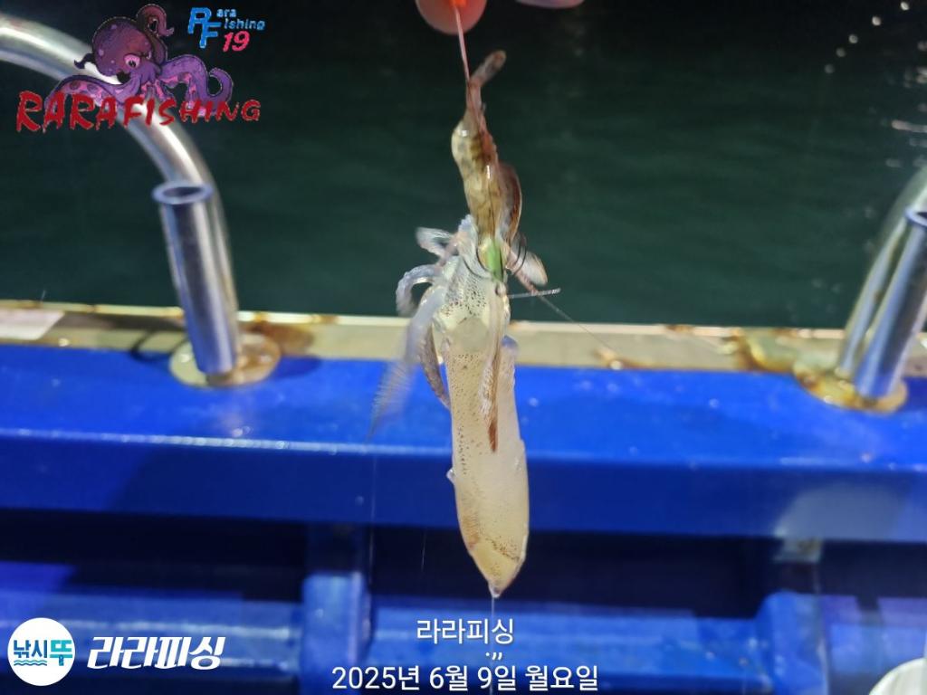 낚시뚜,호래기,속천항(진해),라라피싱,낚시뚜8