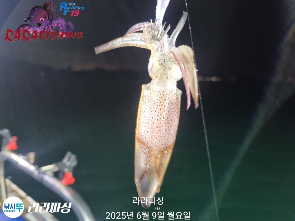 낚시뚜,호래기,속천항(진해),라라피싱,낚시뚜7
