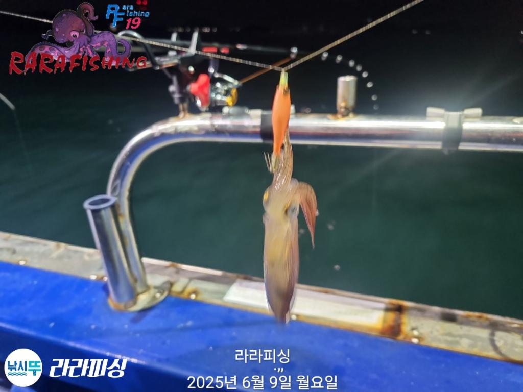 낚시뚜,호래기,속천항(진해),라라피싱,낚시뚜6
