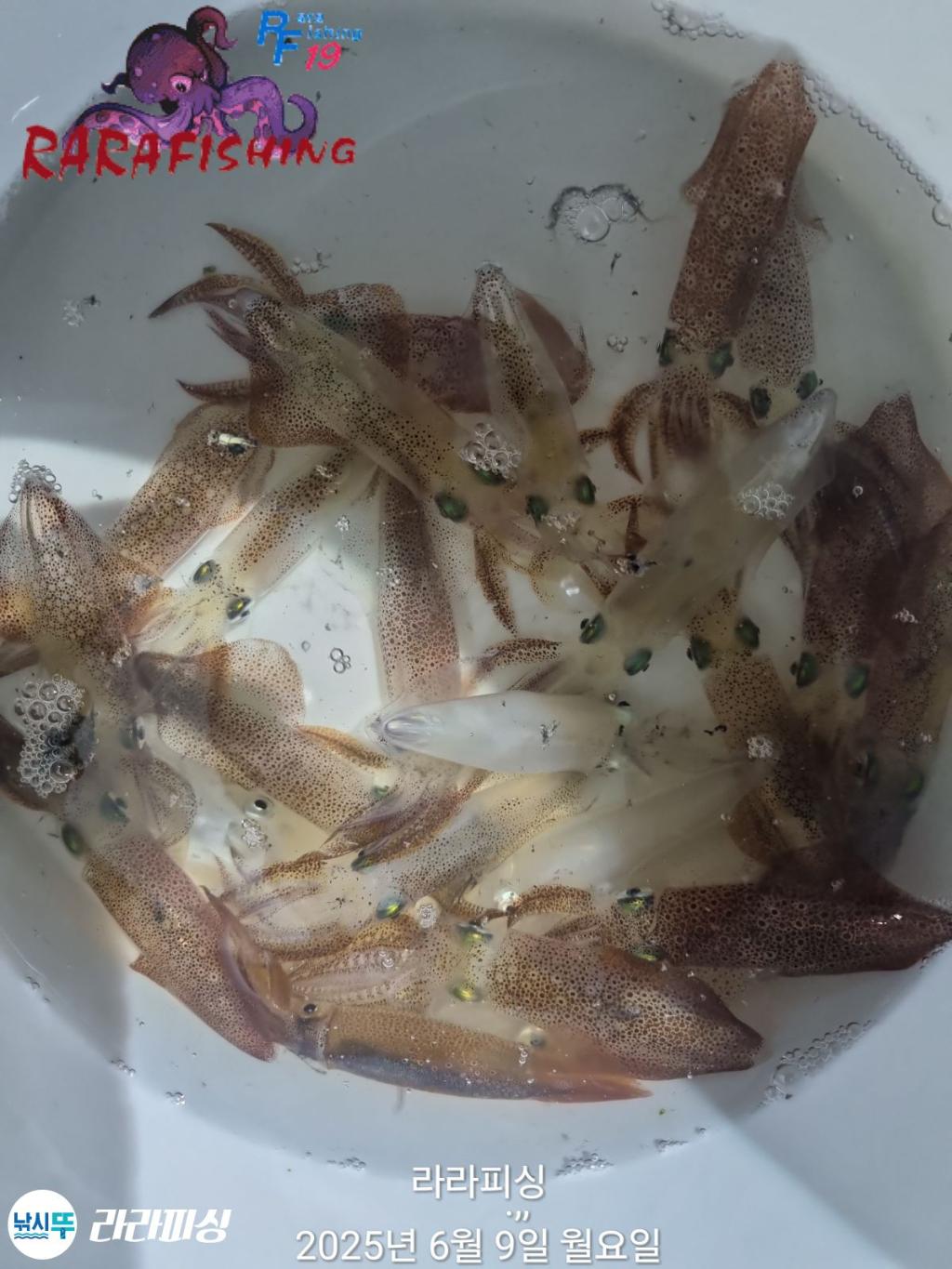 낚시뚜,호래기,속천항(진해),라라피싱,낚시뚜0