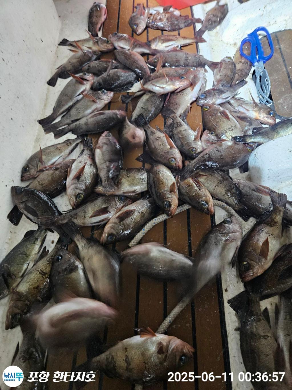낚시뚜,볼락,포항 동빈항,포항 환타지호,낚시뚜5
