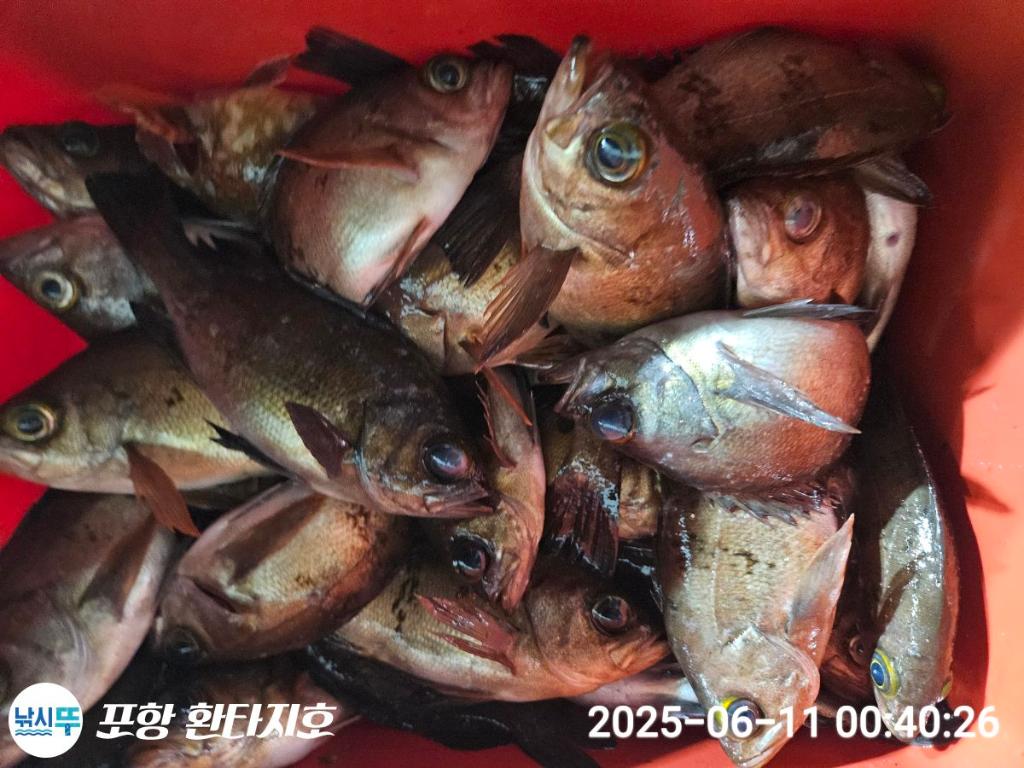 낚시뚜,볼락,포항 동빈항,포항 환타지호,낚시뚜3