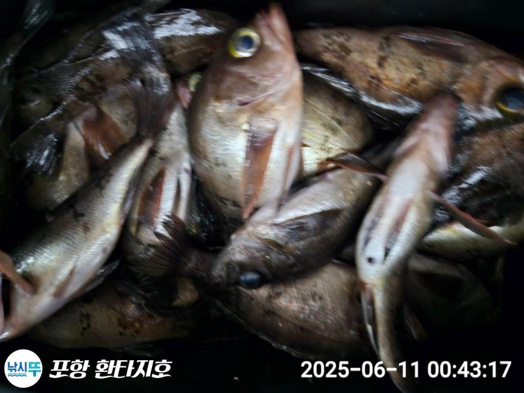 낚시뚜,볼락,포항 동빈항,포항 환타지호,낚시뚜1