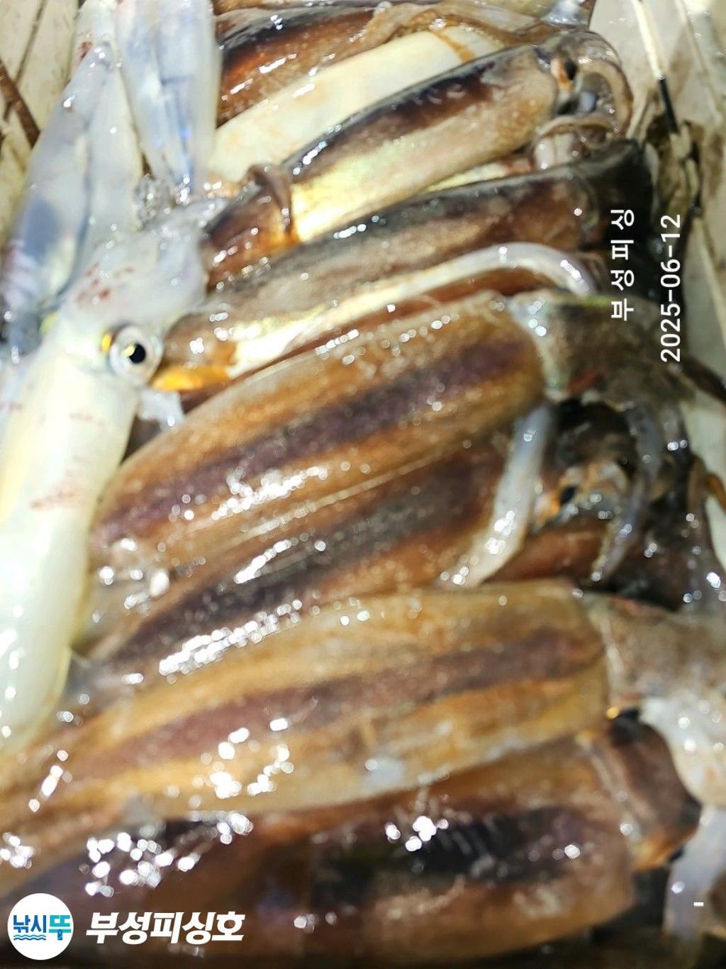 F2698485BU.jpg
