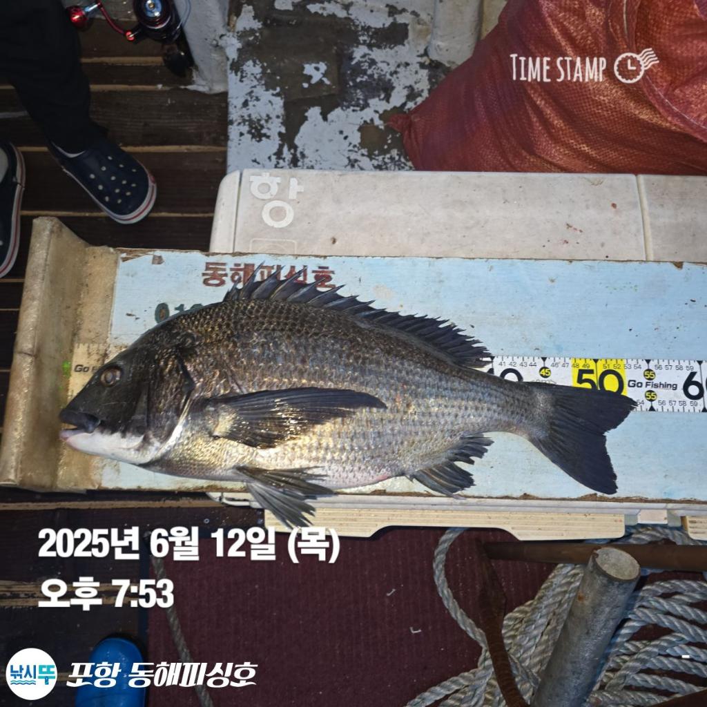 F2699155EY.jpg