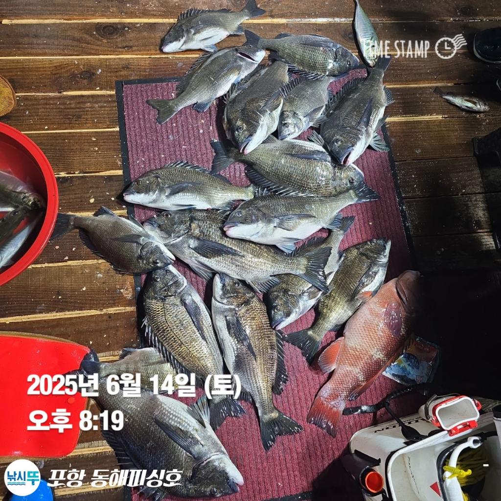 낚시뚜,감성돔,포항(운하관),포항 동해피싱호,낚시뚜15