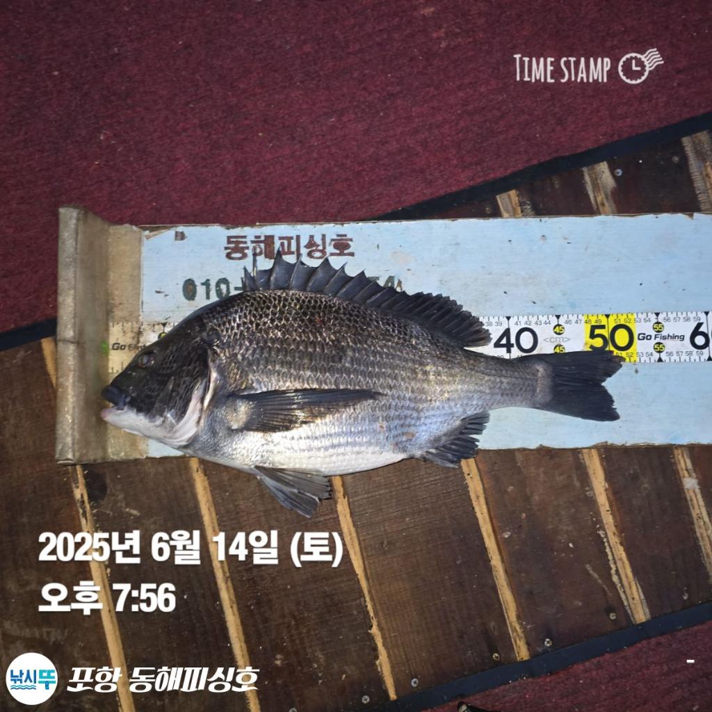낚시뚜,감성돔,포항(운하관),포항 동해피싱호,낚시뚜14