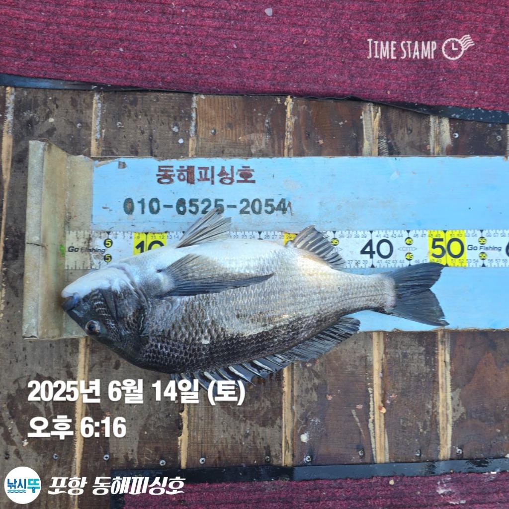 낚시뚜,감성돔,포항(운하관),포항 동해피싱호,낚시뚜11