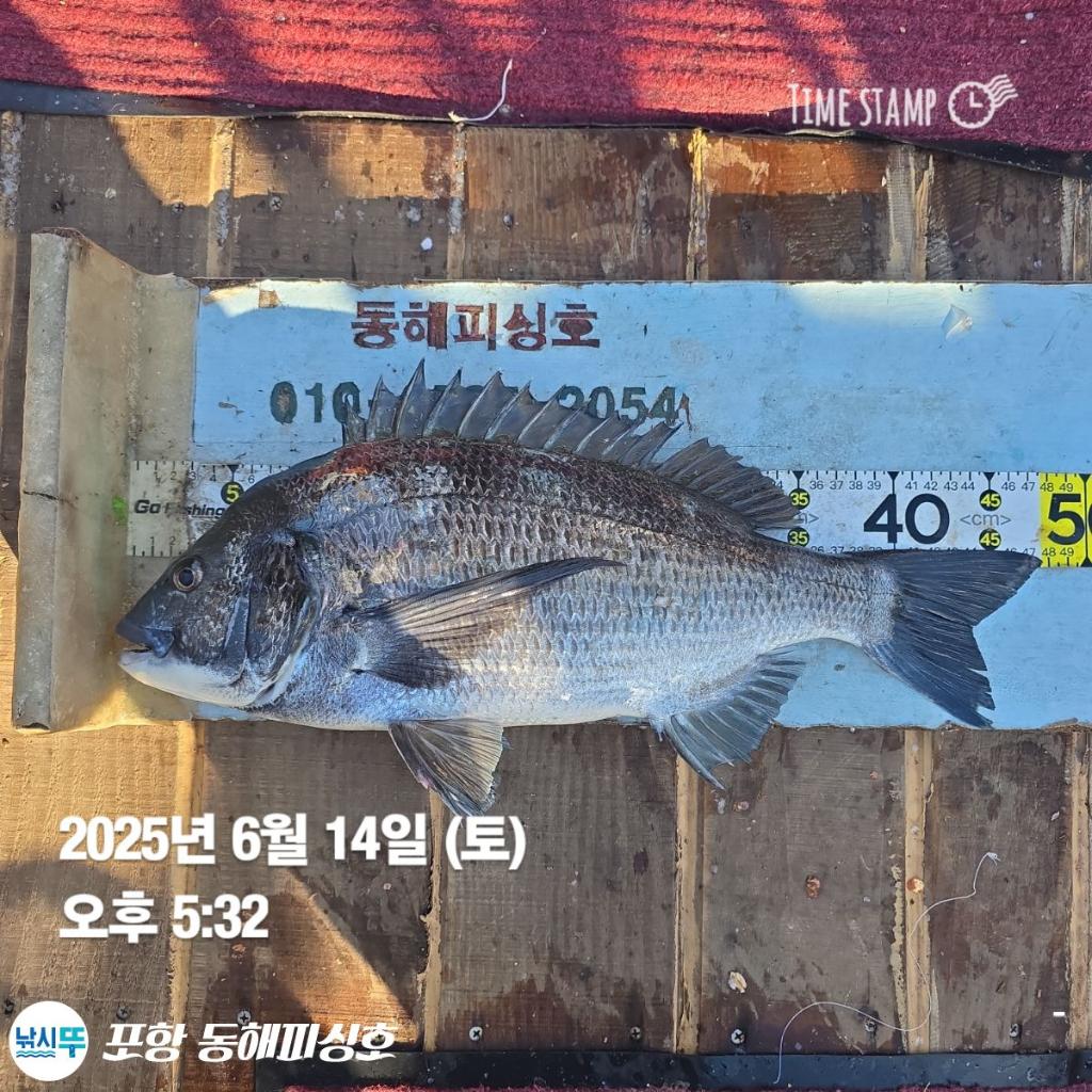 낚시뚜,감성돔,포항(운하관),포항 동해피싱호,낚시뚜8