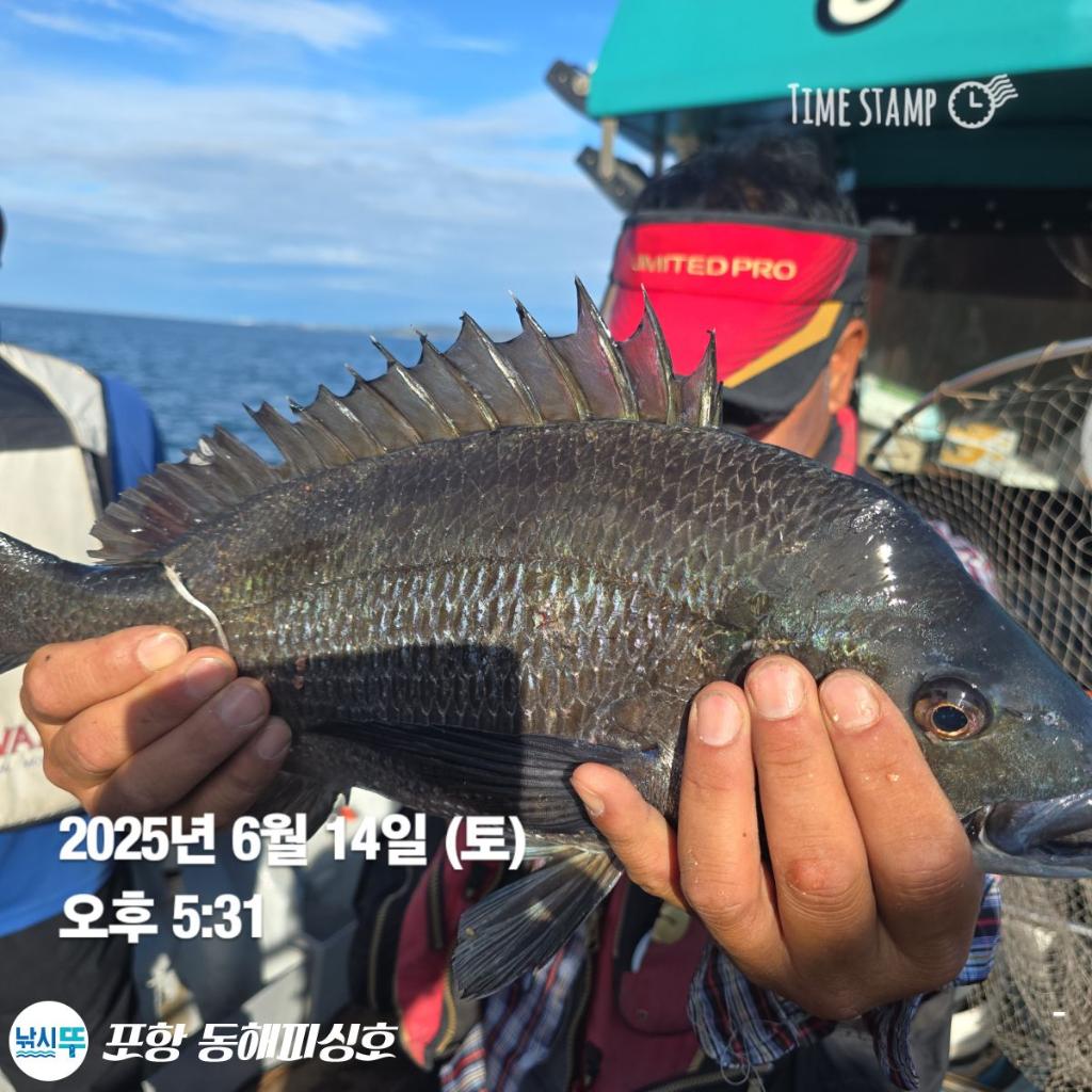 낚시뚜,감성돔,포항(운하관),포항 동해피싱호,낚시뚜7
