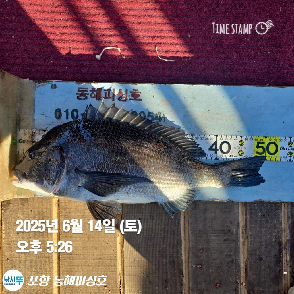 낚시뚜,감성돔,포항(운하관),포항 동해피싱호,낚시뚜6