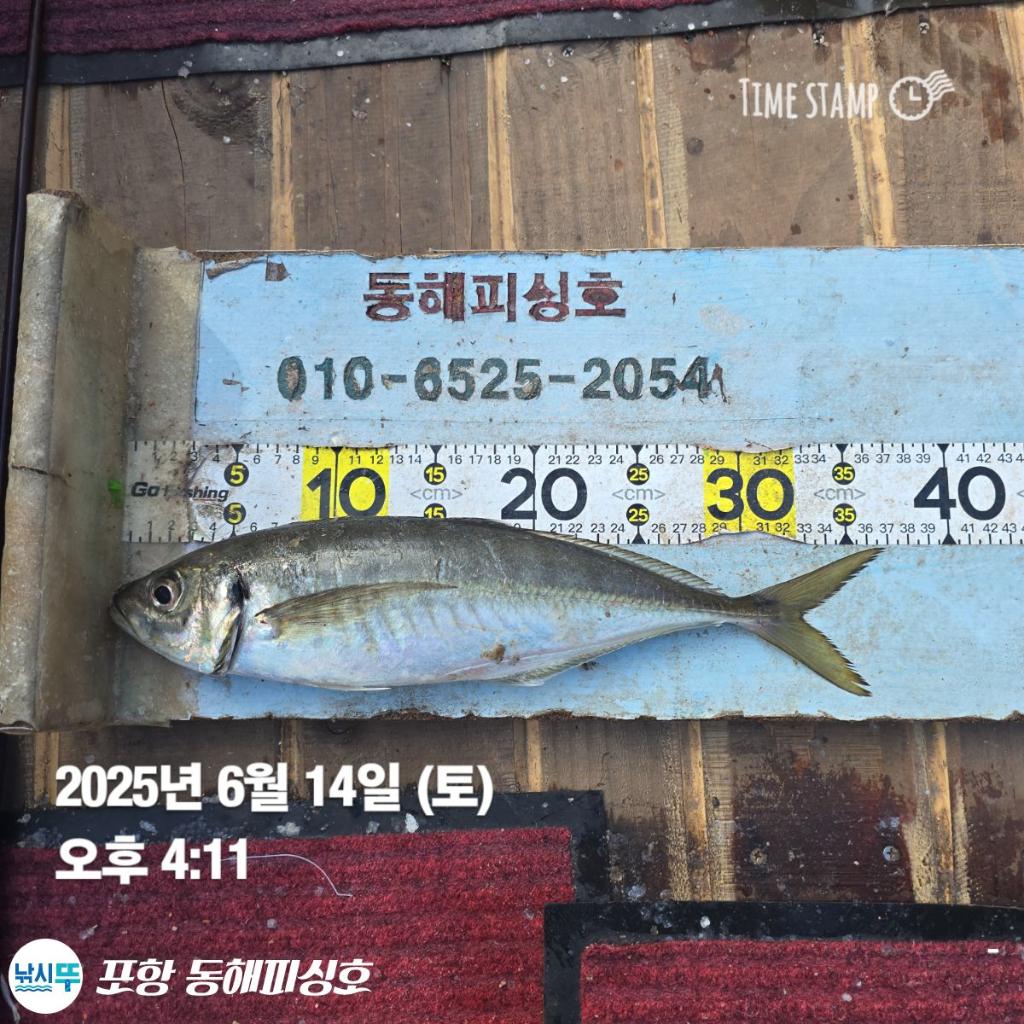 낚시뚜,감성돔,포항(운하관),포항 동해피싱호,낚시뚜4