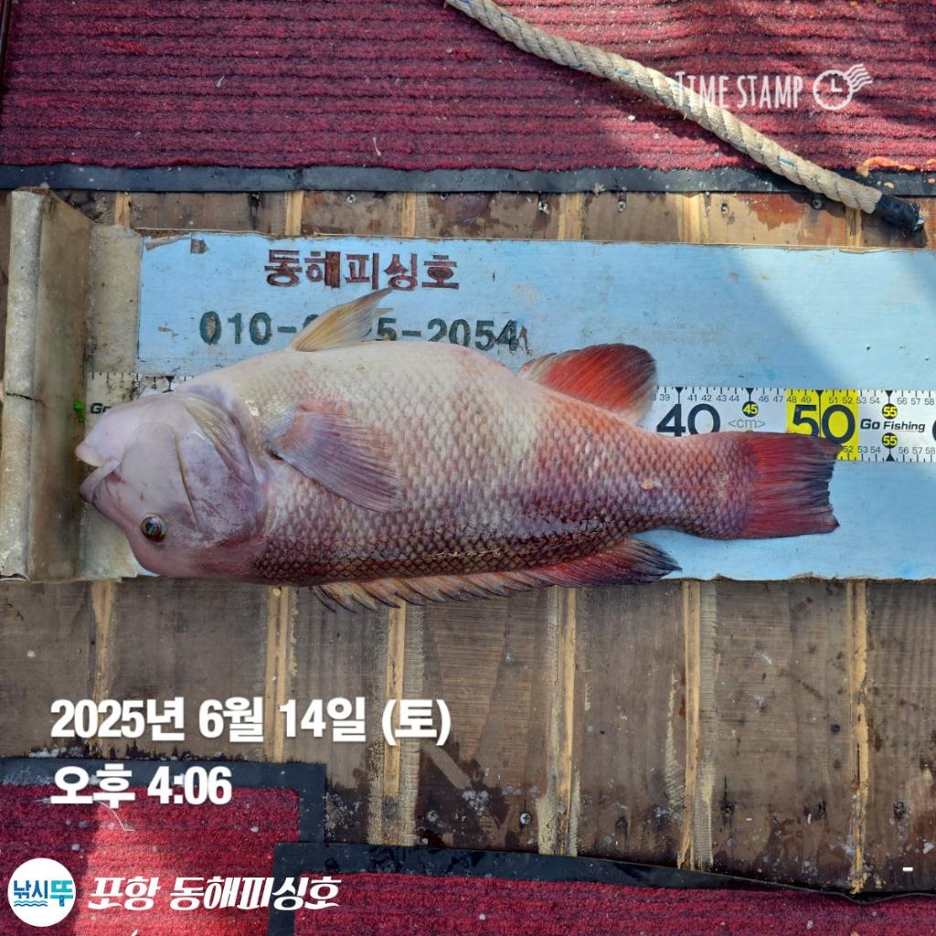 낚시뚜,감성돔,포항(운하관),포항 동해피싱호,낚시뚜3