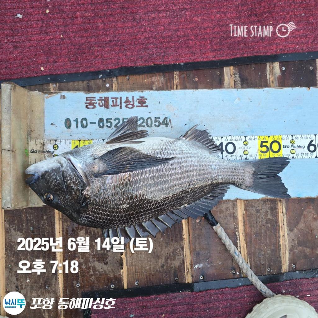 낚시뚜,감성돔,포항(운하관),포항 동해피싱호,낚시뚜1