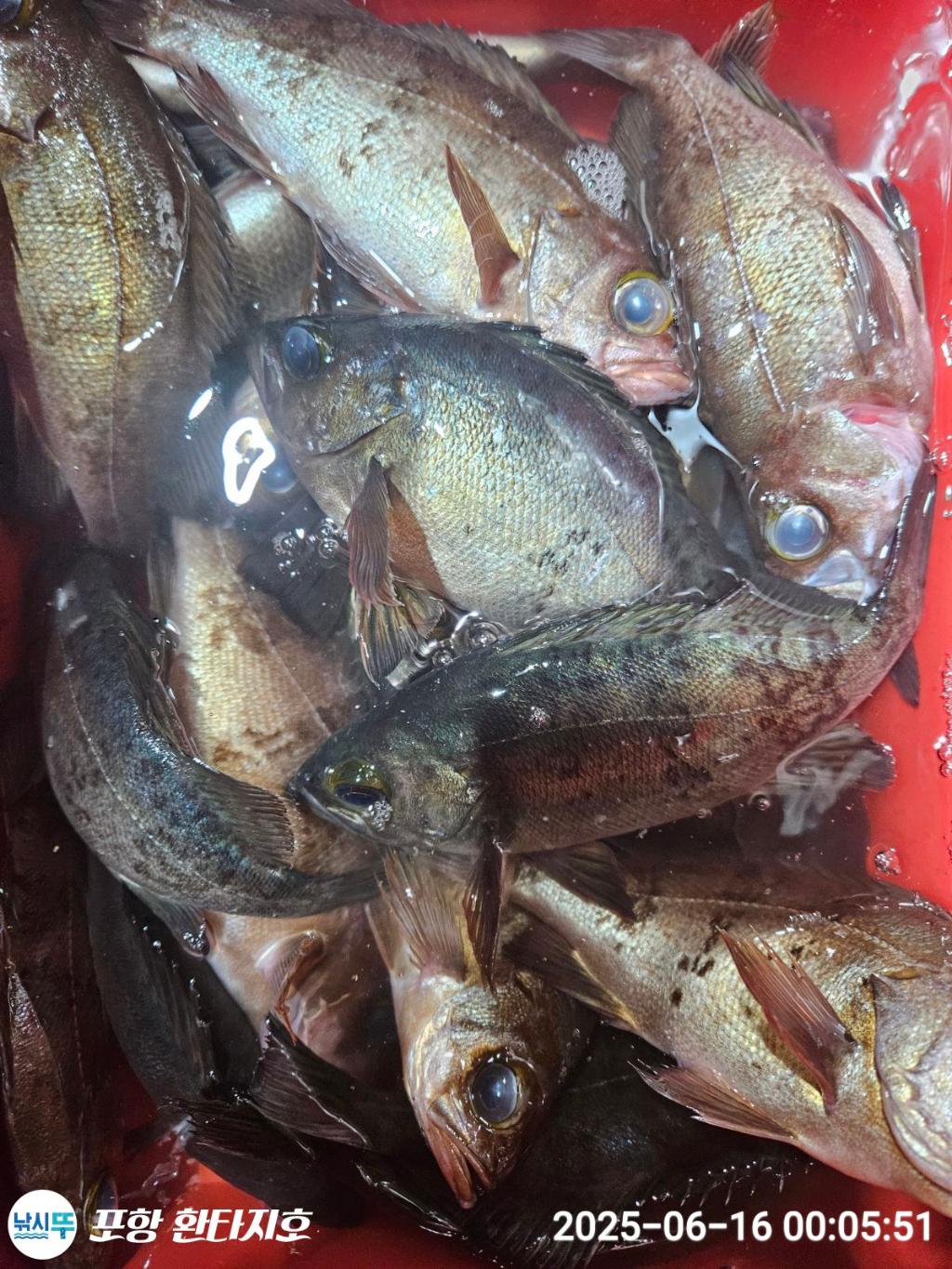 낚시뚜,볼락,포항 동빈항,포항 환타지호,낚시뚜7