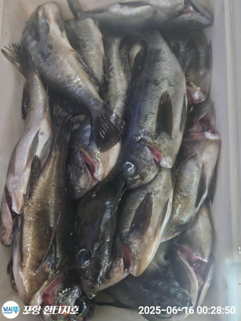 낚시뚜,볼락,포항 동빈항,포항 환타지호,낚시뚜2