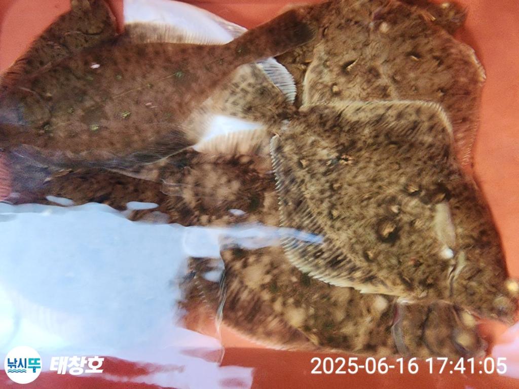 F2701621HA.jpg