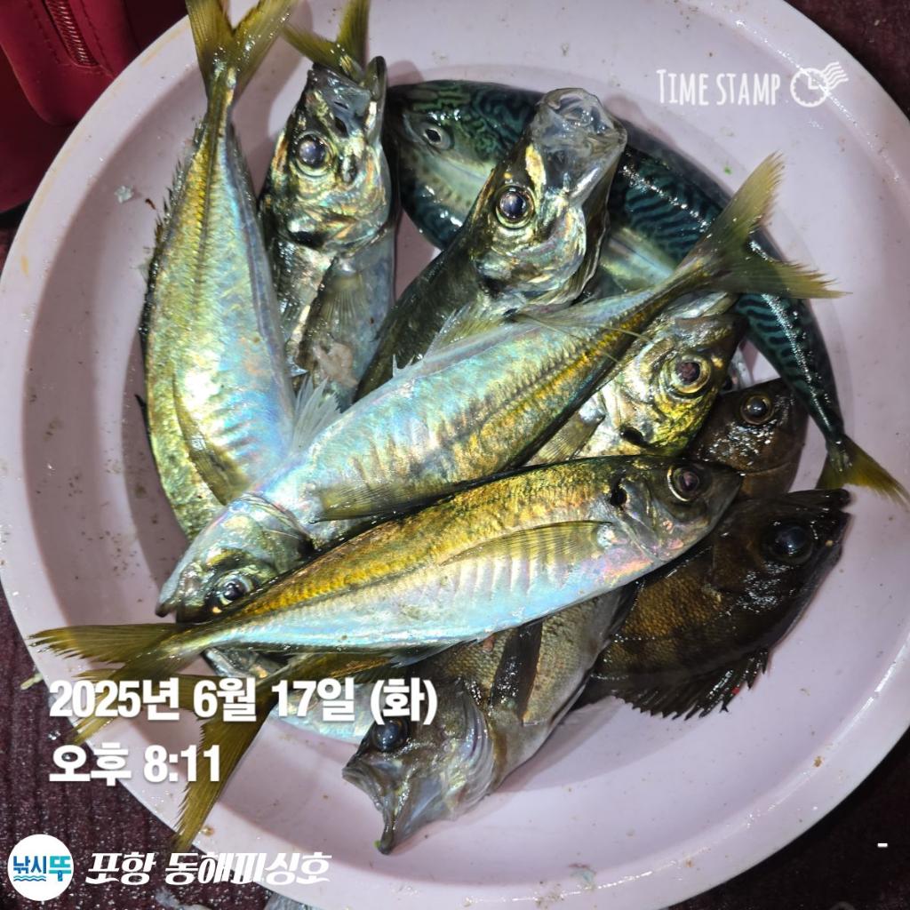 낚시뚜,감성돔,포항(운하관),포항 동해피싱호,낚시뚜4