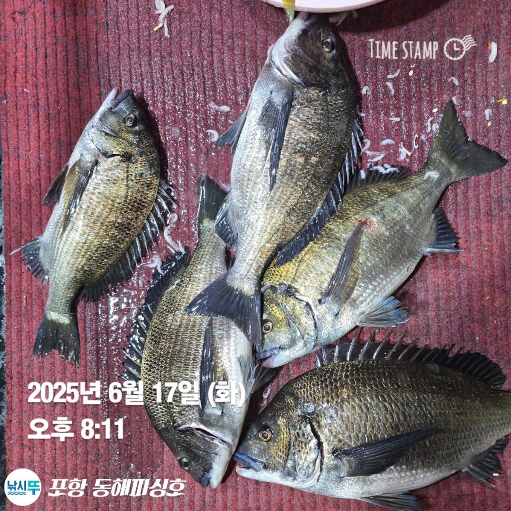 낚시뚜,감성돔,포항(운하관),포항 동해피싱호,낚시뚜3