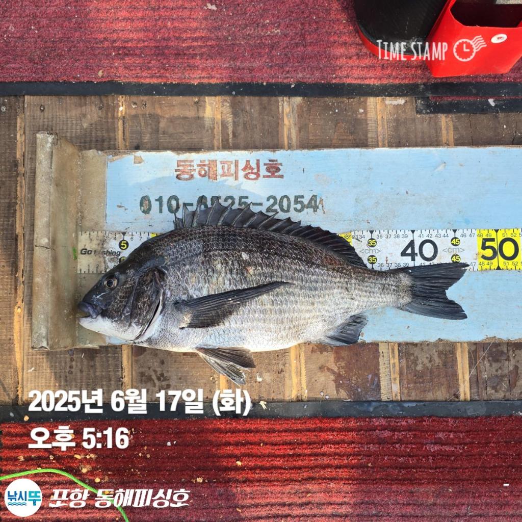 낚시뚜,감성돔,포항(운하관),포항 동해피싱호,낚시뚜1