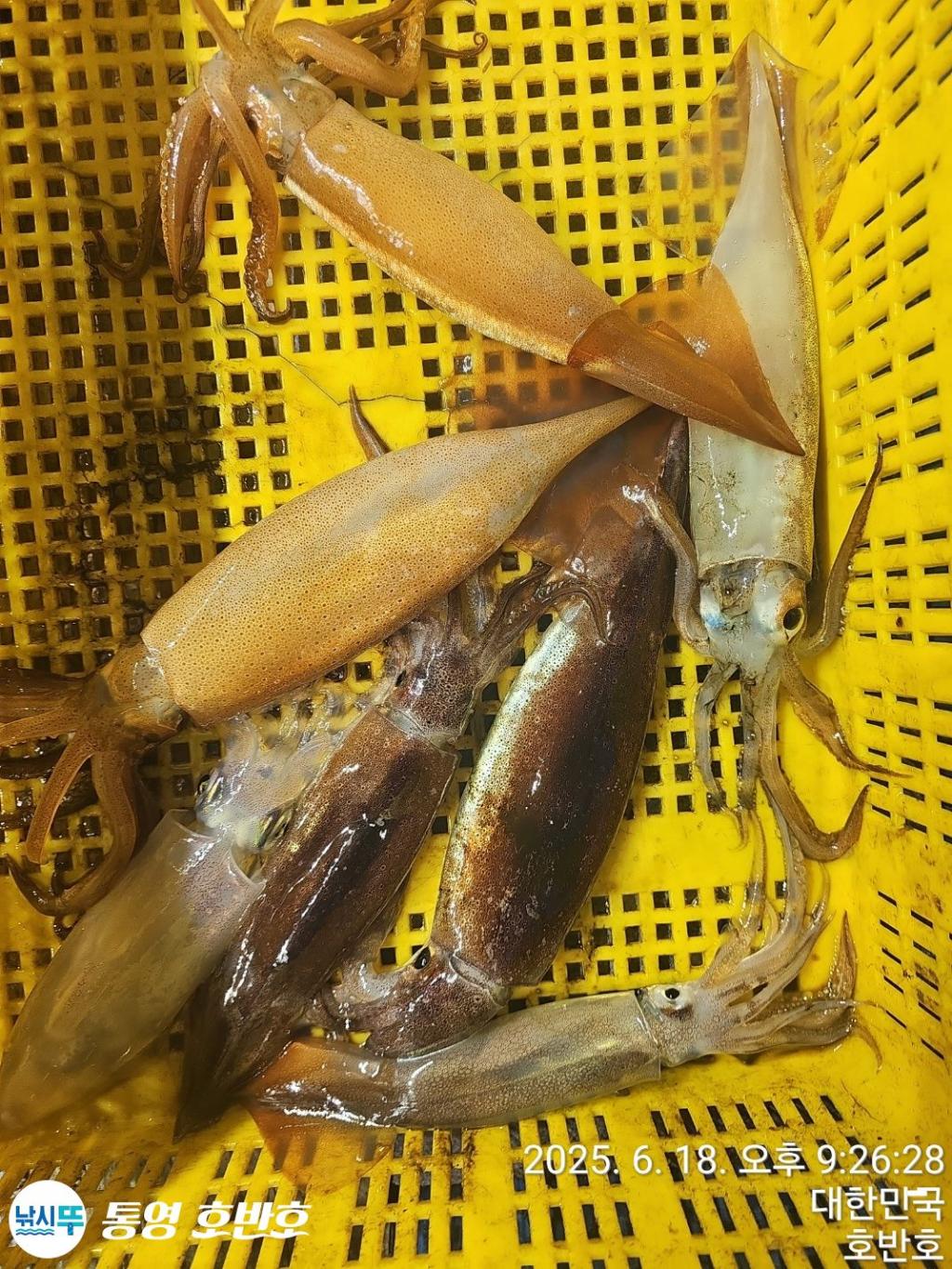 낚시뚜,한치,통영 신전항,통영호반호,낚시뚜0