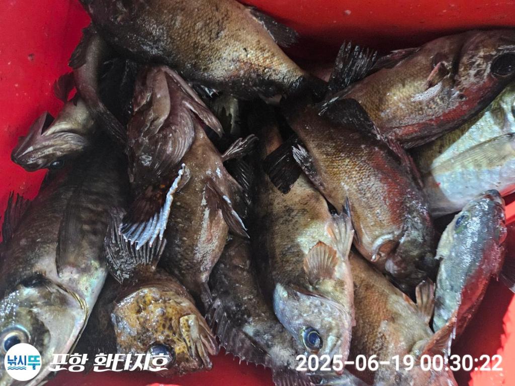 낚시뚜,볼락,포항 동빈항,포항 환타지호,낚시뚜7