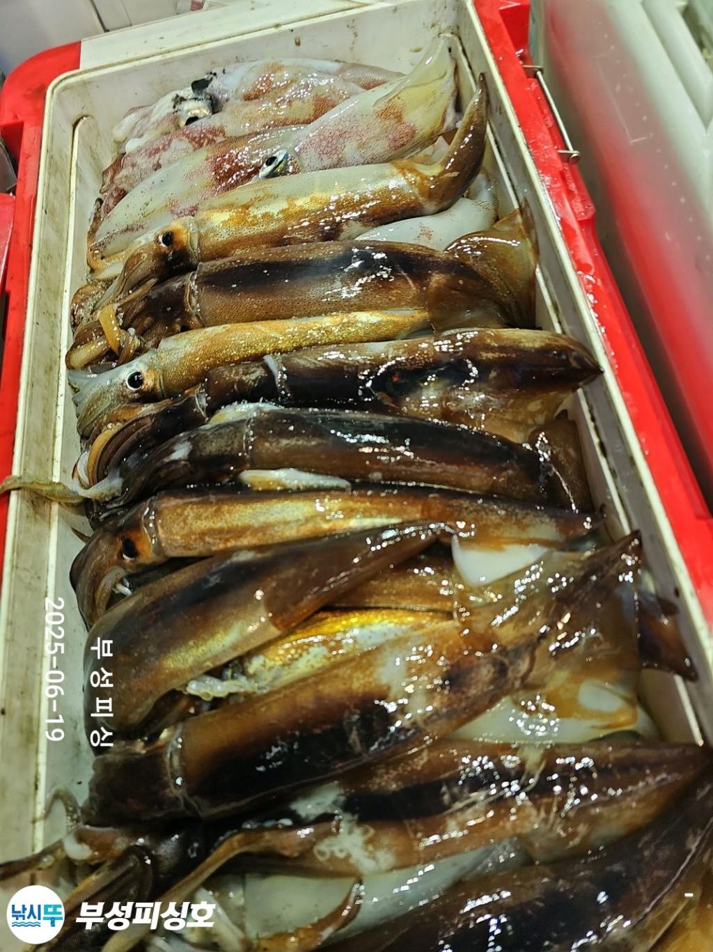 F2702867OD.jpg