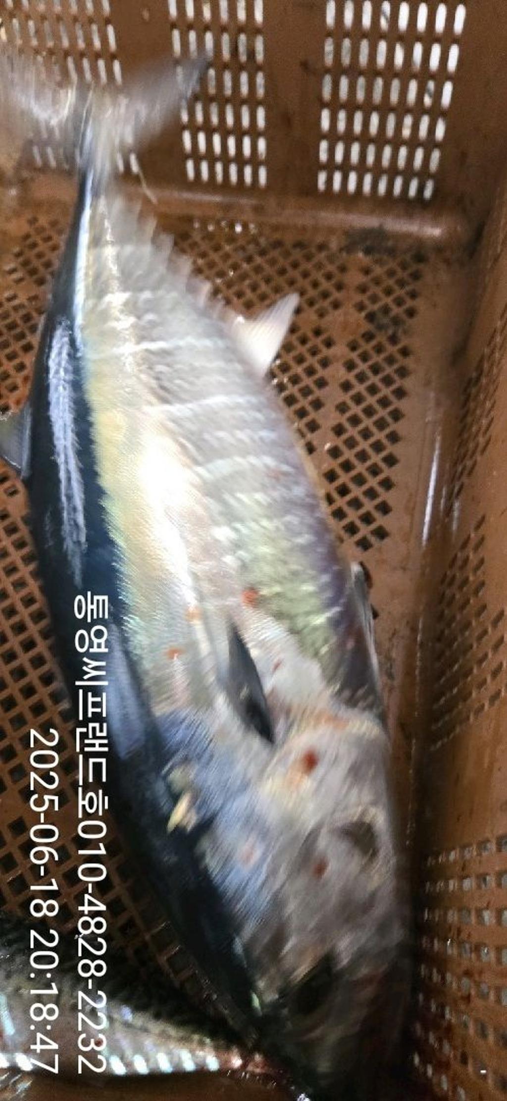 F2703134RY.jpg