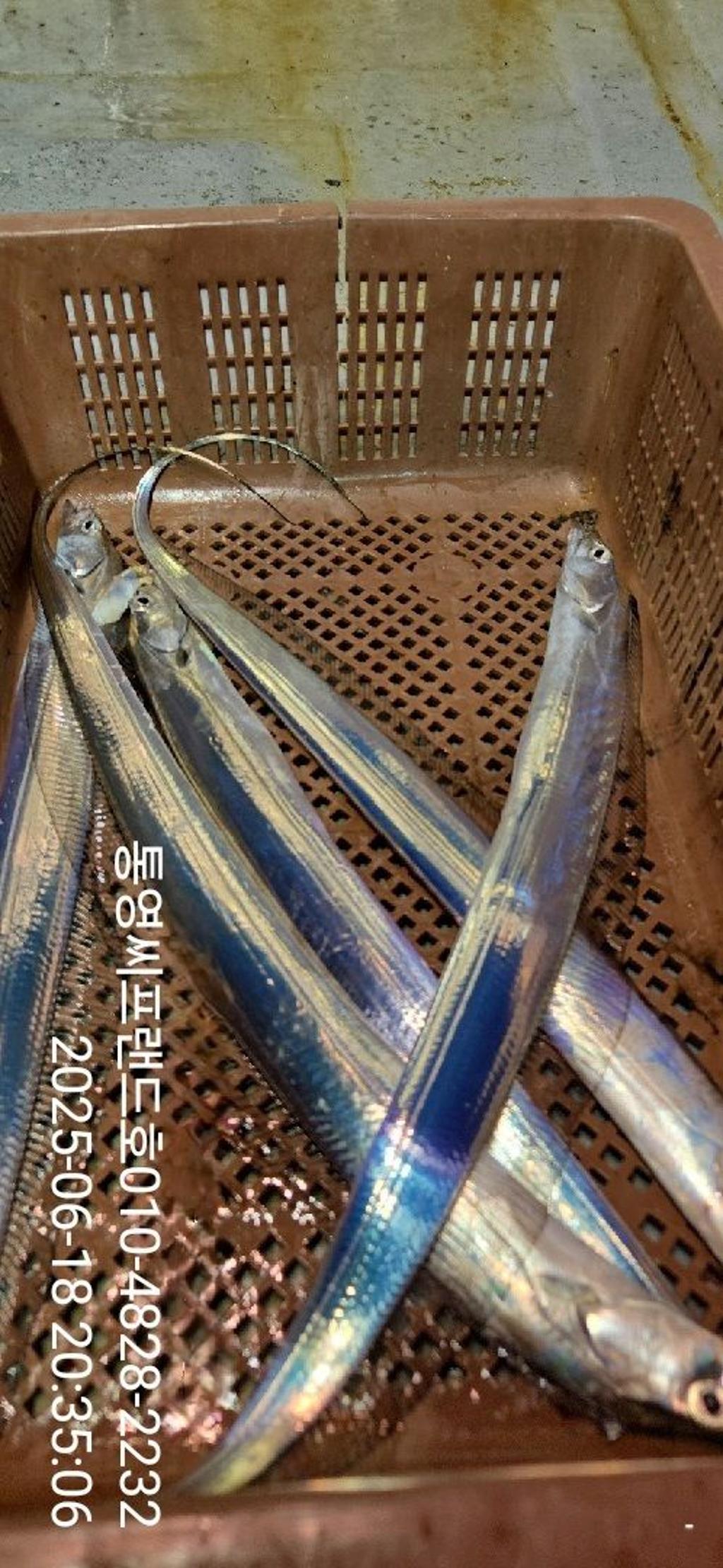 F2703135ZX.jpg
