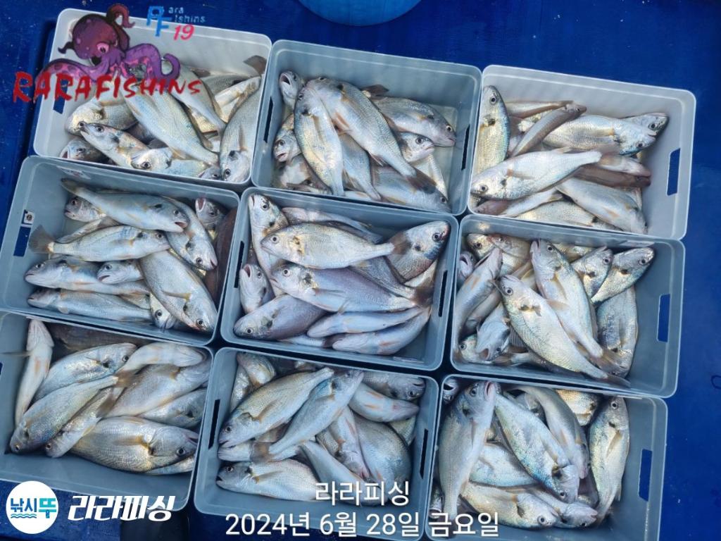 F2703474PY.jpg