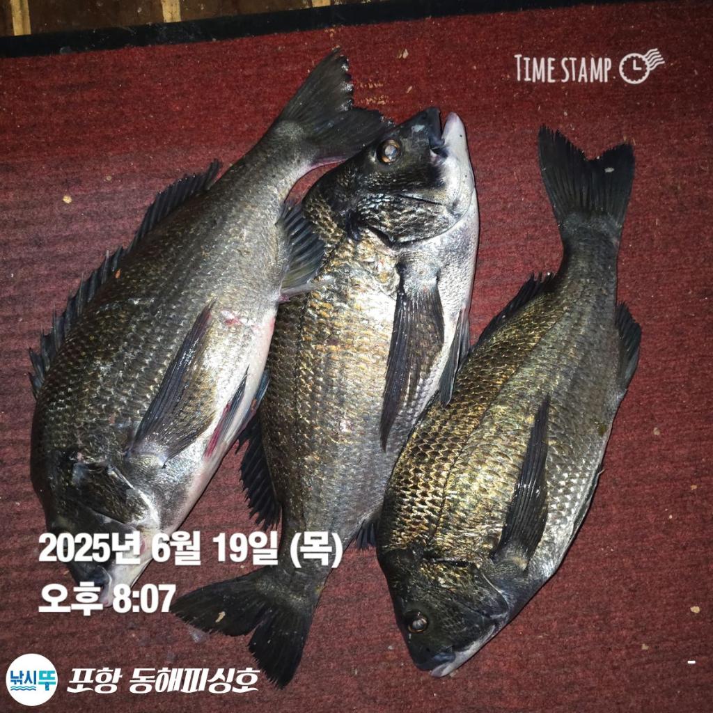 낚시뚜,감성돔,벵에돔,포항(운하관),포항 동해피싱호,낚시뚜14