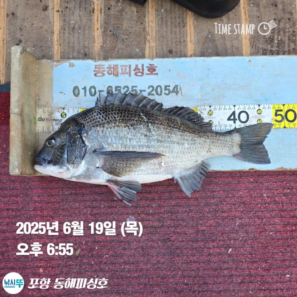 낚시뚜,감성돔,벵에돔,포항(운하관),포항 동해피싱호,낚시뚜13