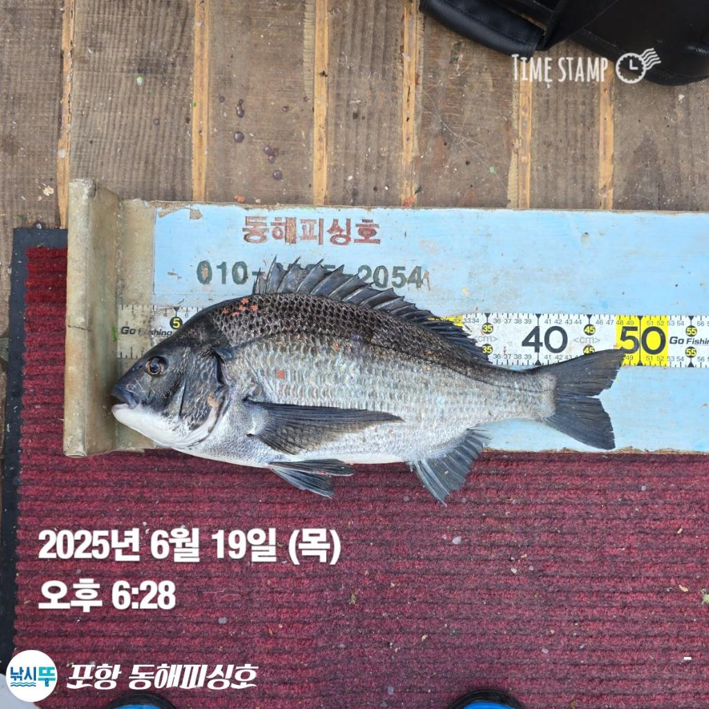 낚시뚜,감성돔,벵에돔,포항(운하관),포항 동해피싱호,낚시뚜11