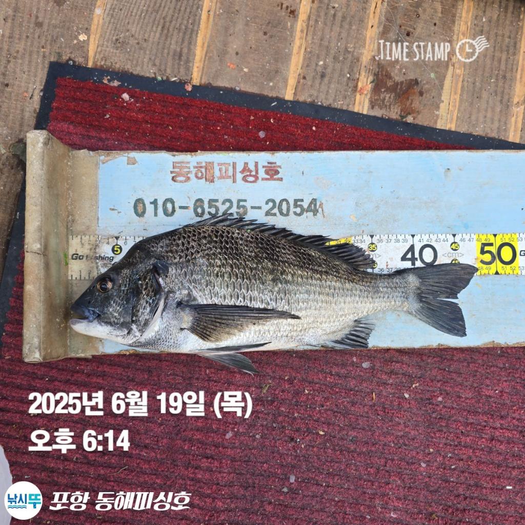 낚시뚜,감성돔,벵에돔,포항(운하관),포항 동해피싱호,낚시뚜9