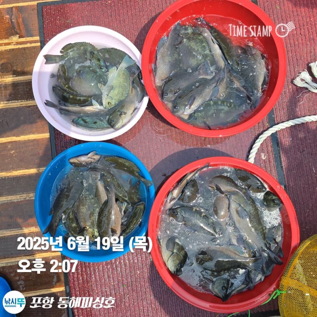 낚시뚜,감성돔,벵에돔,포항(운하관),포항 동해피싱호,낚시뚜7
