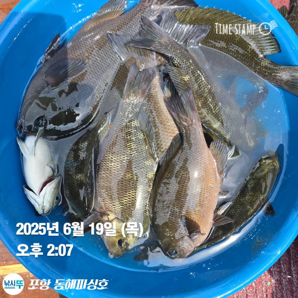 낚시뚜,감성돔,벵에돔,포항(운하관),포항 동해피싱호,낚시뚜6
