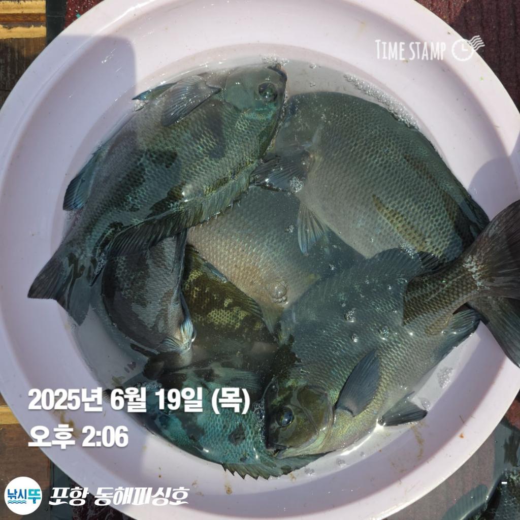 낚시뚜,감성돔,벵에돔,포항(운하관),포항 동해피싱호,낚시뚜5