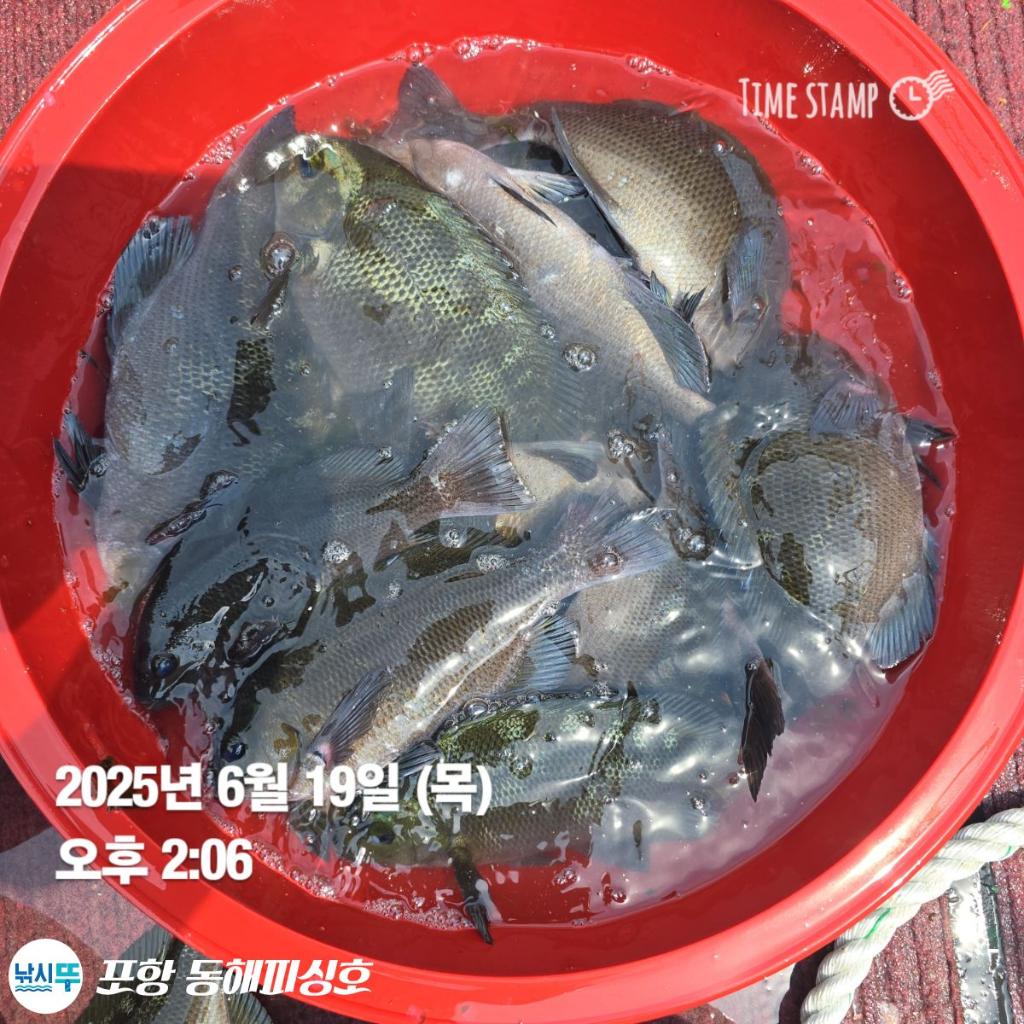 낚시뚜,감성돔,벵에돔,포항(운하관),포항 동해피싱호,낚시뚜4