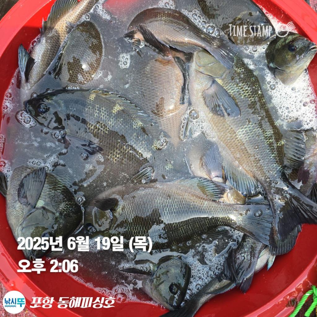 낚시뚜,감성돔,벵에돔,포항(운하관),포항 동해피싱호,낚시뚜3