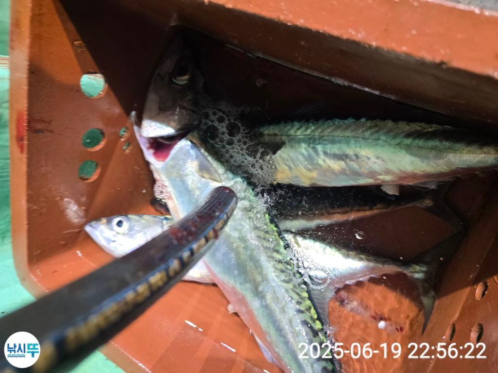 F2703805ZW.jpg