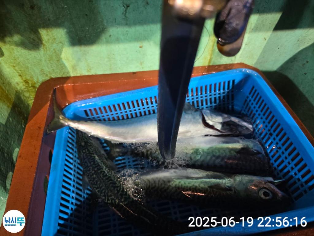 F2703806BN.jpg