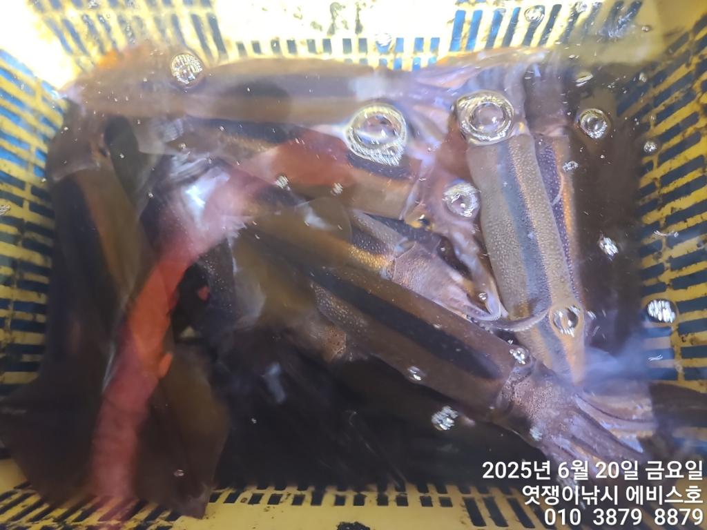 F2703993DY.jpg