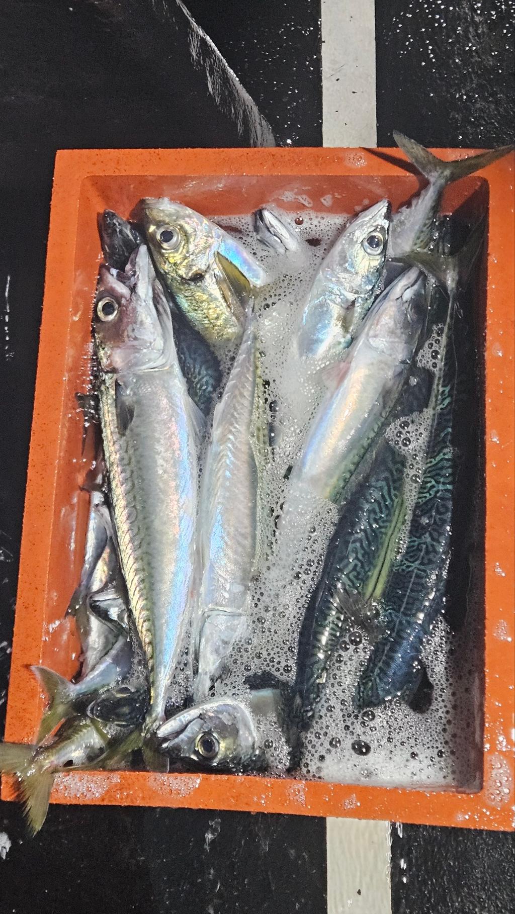F2704900ZL.jpg