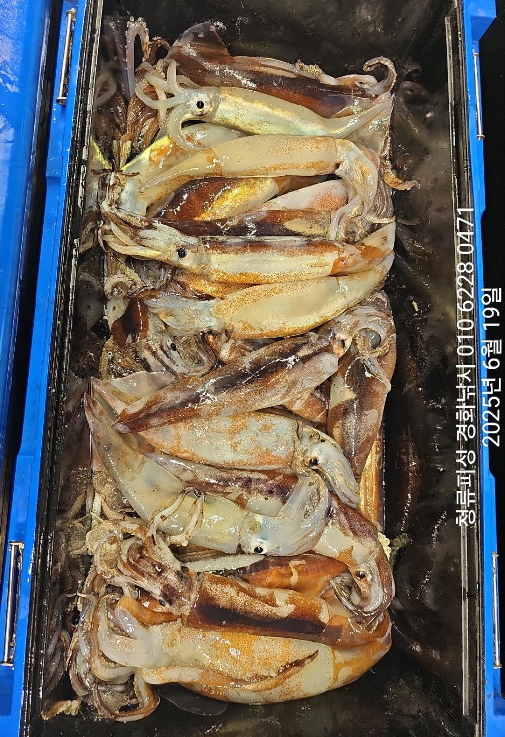 F2705143FW.jpg