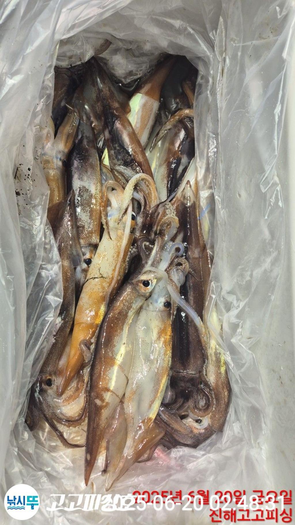 F2705286SE.jpg