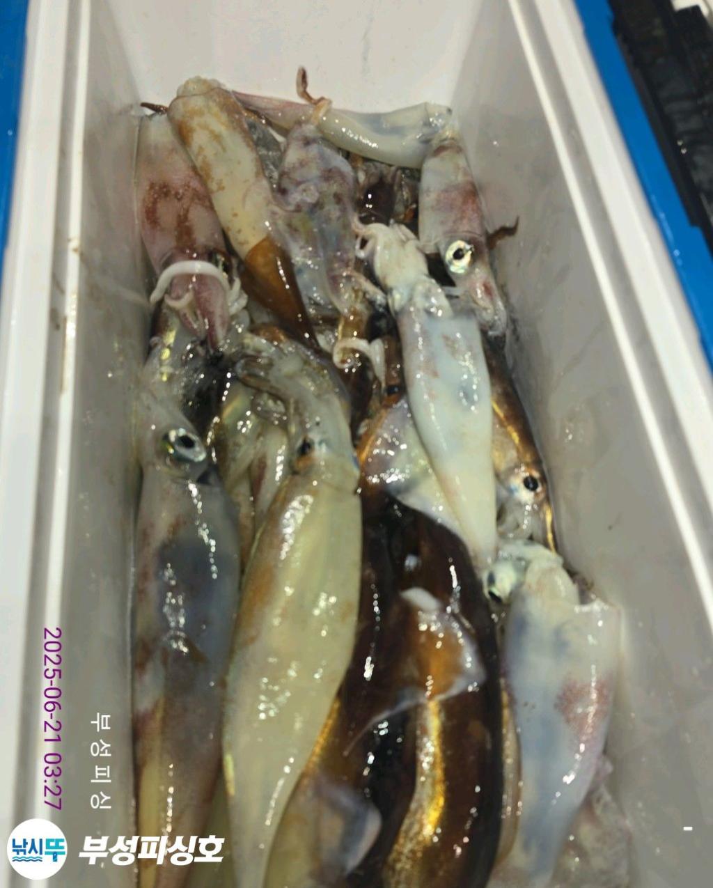 F2704603FW.jpg