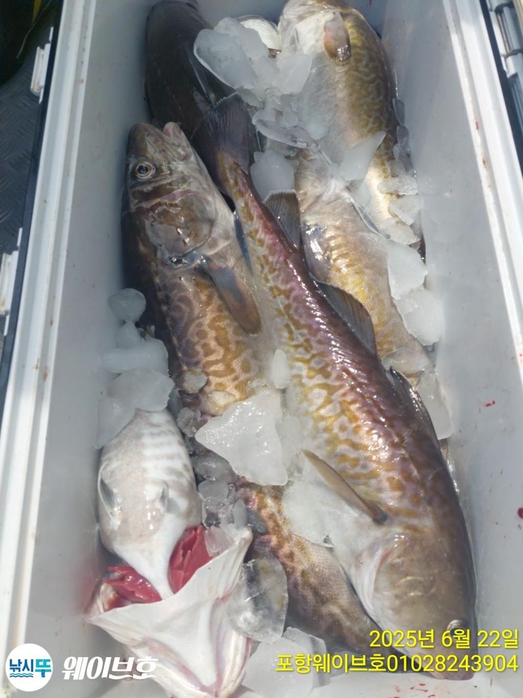 F2706039QT.jpg