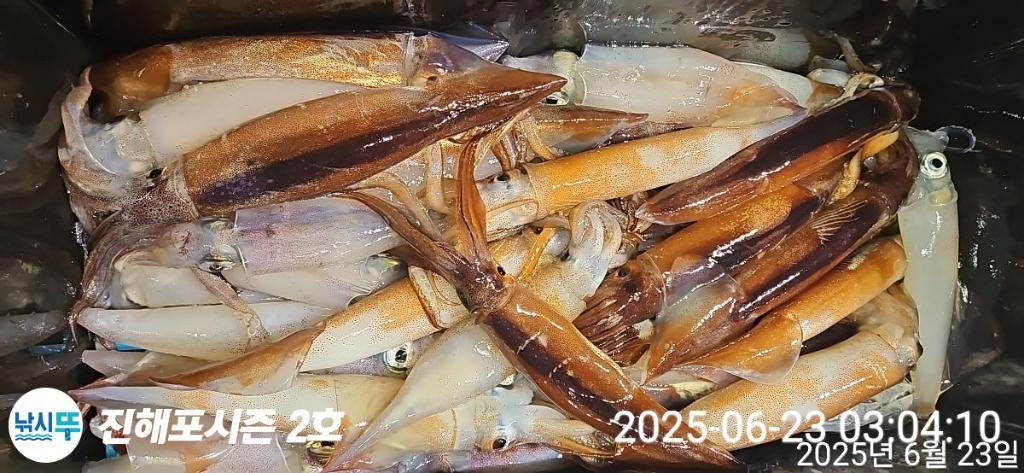낚시뚜,오징어,한치,진해행암항,진해포시즌 2호,낚시뚜23