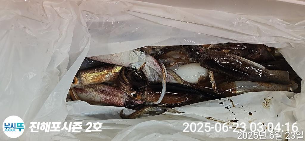 낚시뚜,오징어,한치,진해행암항,진해포시즌 2호,낚시뚜22