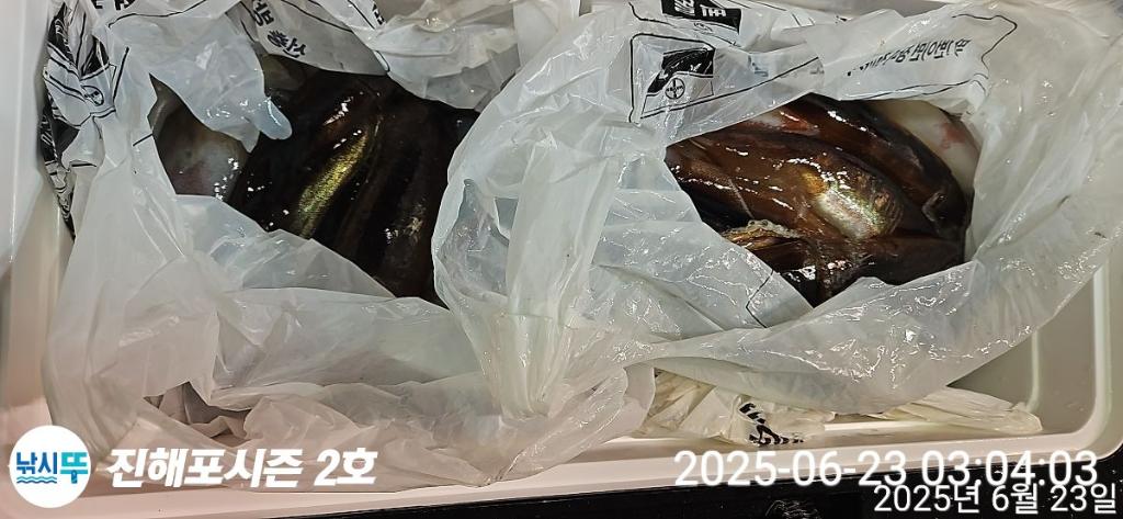 낚시뚜,오징어,한치,진해행암항,진해포시즌 2호,낚시뚜21